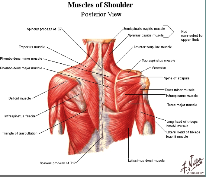 muscles-of-shoulder