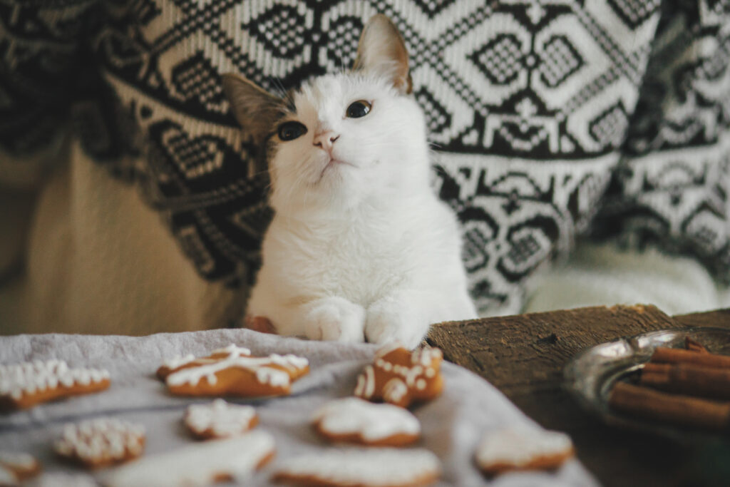 Cute kitten paws and woman making christmas gingerbread cookies in scandinavian room